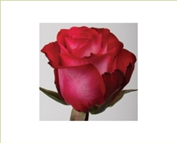 Riviera Hot Pink Rose 20" Long - 100 Stems