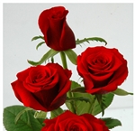 Rouge Baiser Red Rose 20" Long - 100 Stems