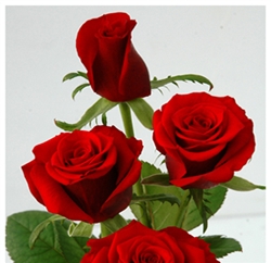 Rouge Baiser Red Rose 20" Long - 100 Stems