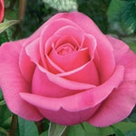 Solitaire Pink Rose 20" Long - 100 Stems