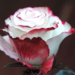 Sweetness Novelty Rose 20" Long - 100 Stems