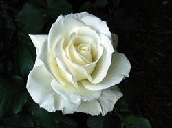 Tineke White Rose 20" Long - 100 Stems