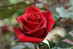Tinto Red Rose 20" Long - 100 Stems
