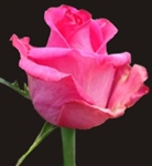 Topaz Hot Pink Rose 20" Long - 100 Stems