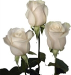 Vendela White/Ivory Rose 20" Long - 100 Stems
