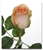 Versilla Peach Rose 20" Long - 100 Stems