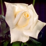 Virginia White Rose 20" Long - 100 Stems