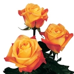 Voodoo Orange Rose 20" Long - 100 Stems