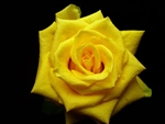 Yellow Coral Yellow Rose 20" Long - 100 Stems