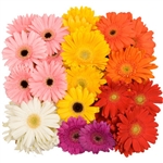 Assorted Mini-Gerbera Daisies - 140 Stems