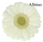 Albino White Mini-Gerbera Daisies - 140 Stems