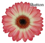 Button Mini-Gerbera Daisies - 140 Stems