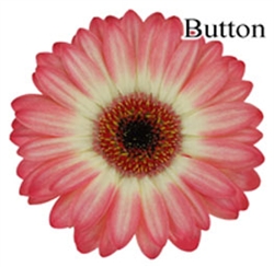 Button Mini-Gerbera Daisies - 140 Stems
