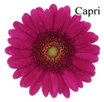 Capri Mini-Gerbera Daisies - 140 Stems