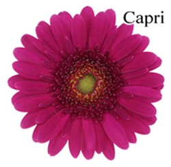 Capri Mini-Gerbera Daisies - 140 Stems