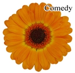 Comedy Mini-Gerbera Daisies - 140 Stems