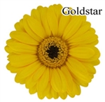 Gold Star Mini-Gerbera Daisies - 140 Stems