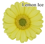 Lemon Ice Mini-Gerbera Daisies - 140 Stems