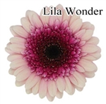 Lila Wonder Mini-Gerbera Daisies - 140 Stems