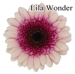 Lila Wonder Mini-Gerbera Daisies - 140 Stems