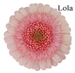 Lola Mini-Gerbera Daisies - 140 Stems