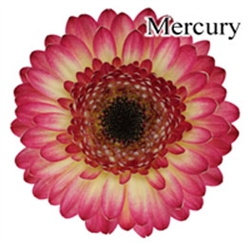 Mercury Mini-Gerbera Daisies - 140 Stems