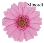 Minordi Wonder Mini-Gerbera Daisies - 140 Stems