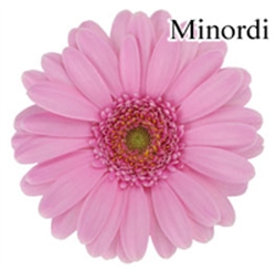Minordi Wonder Mini-Gerbera Daisies - 140 Stems