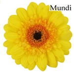 Mundi Mini-Gerbera Daisies - 140 Stems