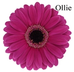 Ollie Mini-Gerbera Daisies - 140 Stems