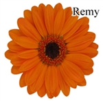 Remy Mini-Gerbera Daisies - 140 Stems