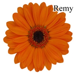 Remy Mini-Gerbera Daisies - 140 Stems