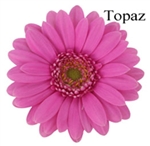 Topaz Mini-Gerbera Daisies - 140 Stems