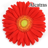 Alcatras Gerbera Daisies - 72 Stems