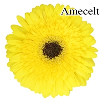 Amecelt Yellow Gerbera Daisies - 72 Stems