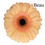 Beau Gerbera Daisies - 72 Stems