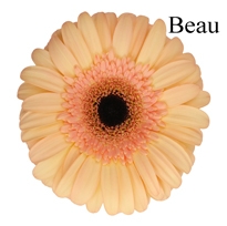 Beau Gerbera Daisies - 72 Stems