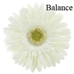 Balance White Gerbera Daisies - 72 Stems