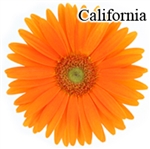 California Gerbera Daisies - 72 Stems (VERY POPULAR)