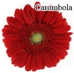Carombola Gerbera Daisies - 72 Stems