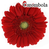 Carombola Gerbera Daisies - 72 Stems