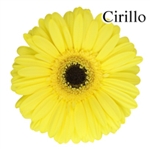 Cirillo Yellow Gerbera Daisies - 72 Stems