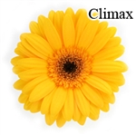 Climax Yellow Gerbera Daisies - 72 Stems