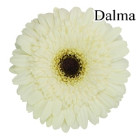 Dalma White Gerbera Daisies - 72 Stems