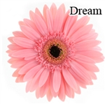 Dream Pink Gerbera Daisies - 72 Stems