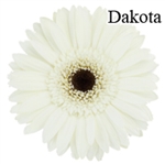 Dakota White Gerbera Daisies - 72 Stems