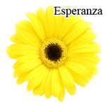 Esperanza Yellow Gerbera Daisies - 72 Stems
