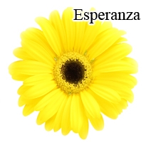 Esperanza Yellow Gerbera Daisies - 72 Stems