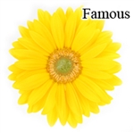 Famous Yellow Gerbera Daisies - 72 Stems *VERY POPULAR*