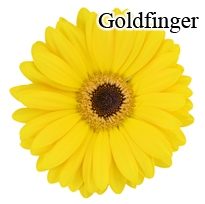 Goldfinger Yellow Gerbera Daisies - 72 Stems